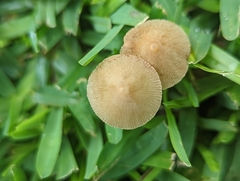 Conocybe apala