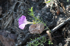 Ipomoea capillacea