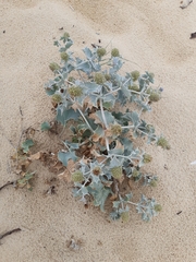 Eryngium maritimum