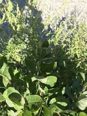 Vaccinium myrtilloides