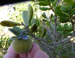 Diospyros dichrophylla