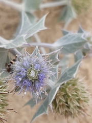 Eryngium maritimum