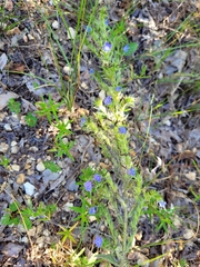 Echium