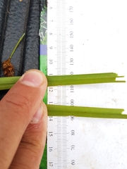 Scirpus pedicellatus