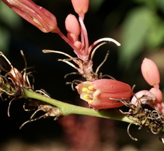 Hesperaloe parviflora
