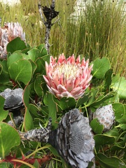 Protea cynaroides