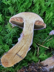Cortinarius traganus
