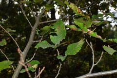 Carpinus putoensis