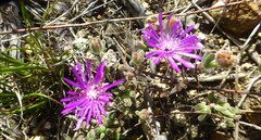 Drosanthemum ambiguum