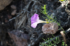 Ipomoea capillacea