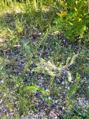 Echium