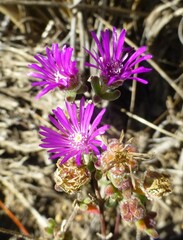 Drosanthemum ambiguum