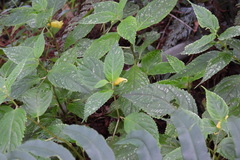 Impatiens tayemonii