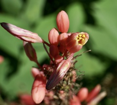 Hesperaloe parviflora