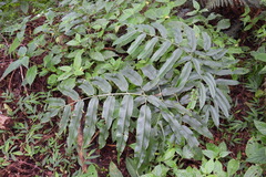 Coniogramme intermedia