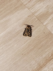 Apantesis virguncula