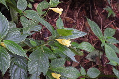 Impatiens tayemonii