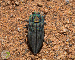 Ectinogonia fastidiosa
