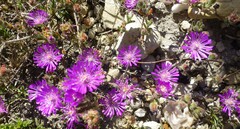 Drosanthemum ambiguum