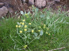 Lomatium nudicaule