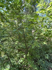 Carpinus