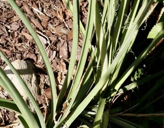 Hesperaloe parviflora