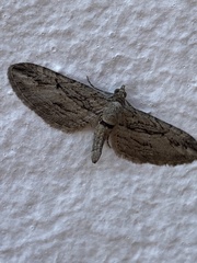 Eupithecia phoeniceata