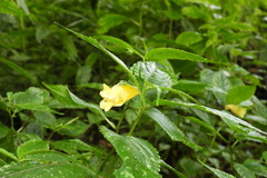 Impatiens tayemonii