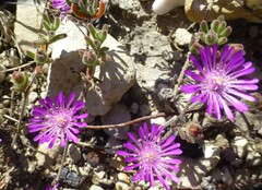 Drosanthemum ambiguum