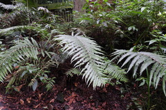 Pseudocyclosorus esquirolii