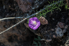 Ipomoea capillacea