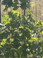 Vitis vinifera