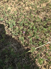 Kummerowia stipulacea