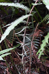 Pseudocyclosorus esquirolii