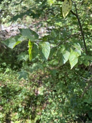Carpinus