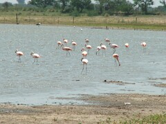 Phoenicopterus chilensis