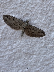 Eupithecia phoeniceata
