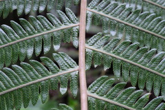 Pseudocyclosorus esquirolii