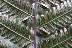 Pseudocyclosorus esquirolii