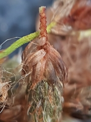 Scirpus pedicellatus