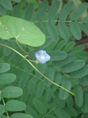 Ipomoea hederacea