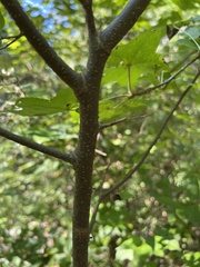 Carpinus