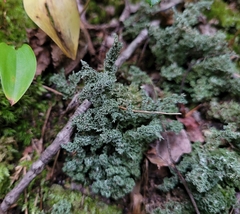 Cladonia squamosa