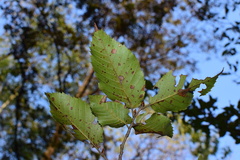 Carpinus putoensis