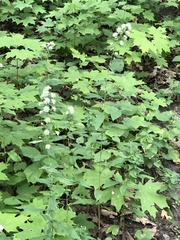 Symphyotrichum ontarionis