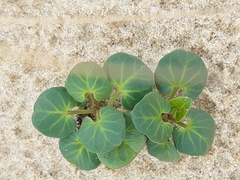 Calystegia soldanella