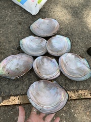 Utterbackiana suborbiculata