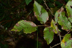 Carpinus putoensis
