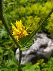 Cichorieae