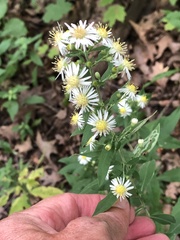 Symphyotrichum ontarionis